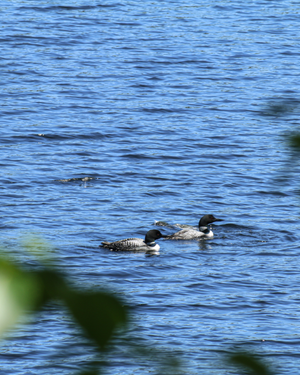 Common loon swimming on a glassy Minnesota lake at dawn with mist rising from the water