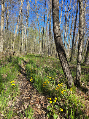 Everyday Outdoor | Wildflowers in Minnesota