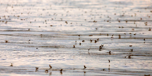 Billions of mayflies swarming over the Mississippi River at sunset during the June hatch