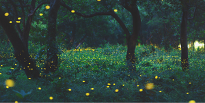 A single firefly glowing against a dark Minnesota forest at dusk in late June
