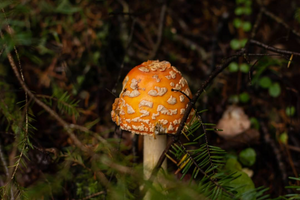 A wild mushroom on the forest floor, the visible tip of an underground fungal network.