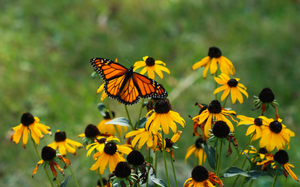 A monarch butterfly feeding on late-summer wildflowers during fall migration.