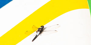 Dragonflies: The Most Effective Predator on the Trail